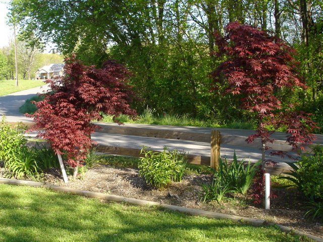 yard 034.JPG