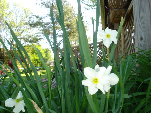 yard 028.JPG