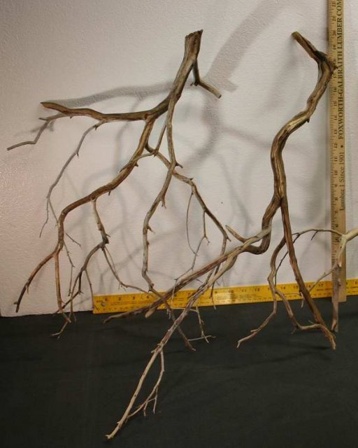 MED ROOT PKG 126 LFT0001.JPG