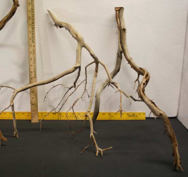 MED ROOT PKG 126 RHT0001.JPG