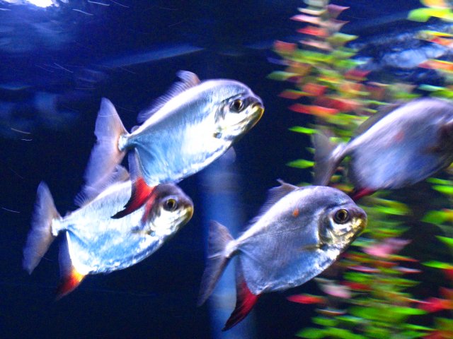 IMG_0082.JPG