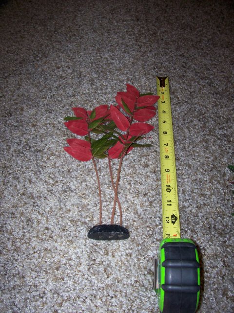 100_1755.JPG 100_1755.JPG