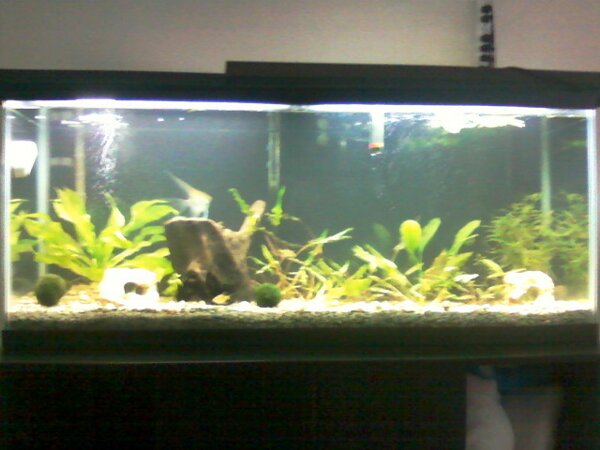 planted 55 with the new black fabric backing.jpg