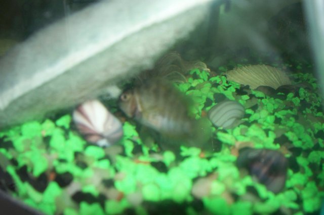 fish 026.jpg
