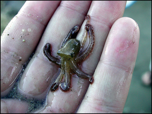 baby_octopus.jpg