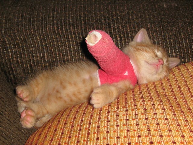 broken-kitten.jpg