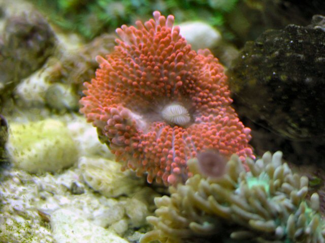 038-sm.JPG
