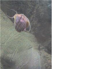 purple snail.jpg
