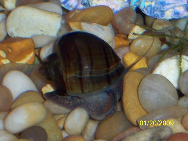 chestnut mystery snail.jpg