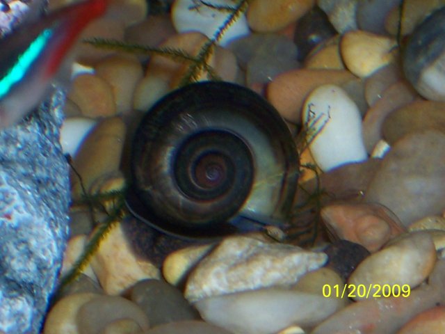 ramshorn snail.jpg