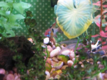 aquarium 009.JPG
