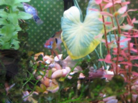 aquarium 010.JPG
