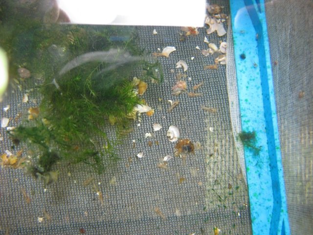 crayfish journal cambarellus patzcuarensis