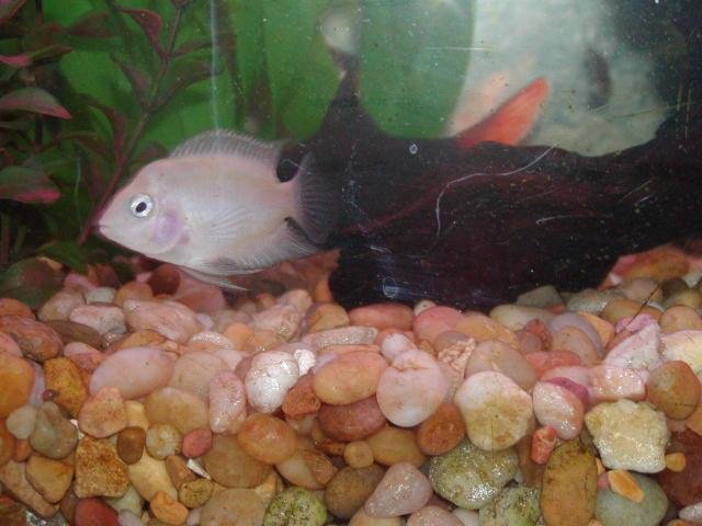 fish 009.jpg