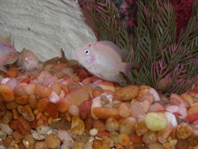 fish 010.jpg