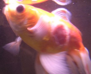 goldfish1.jpg