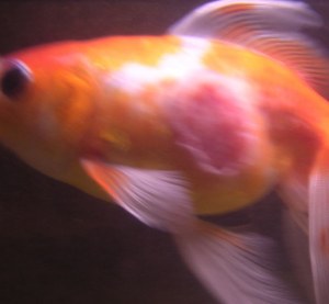 goldfish2.jpg