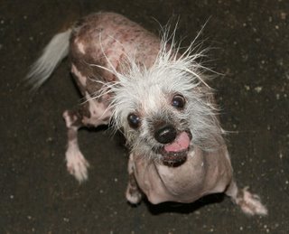rascal-worlds-ugliest-dog-742510.jpg