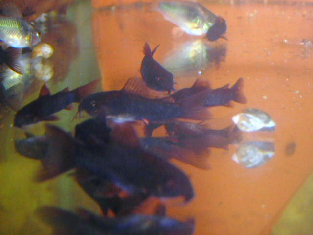 BLACK WEITZY 005.JPG BLACK WEITZY 005.JPG