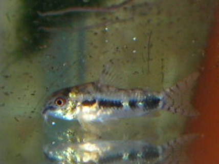 habrosous 005.JPG habrosous 005.JPG