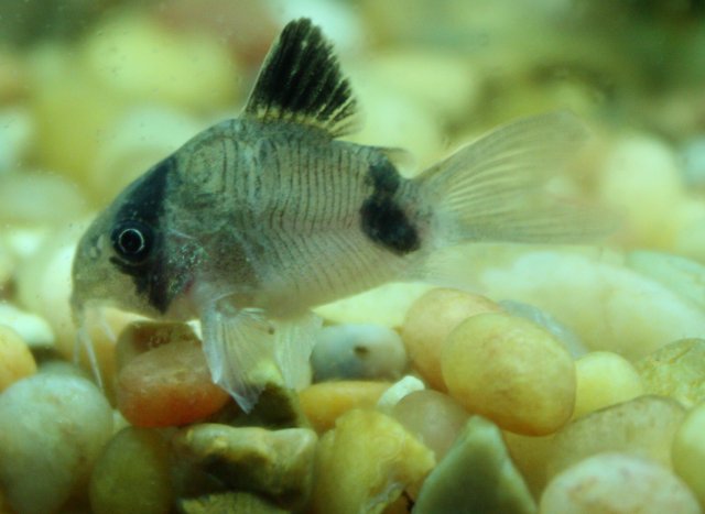 Fish 2009 035.JPG