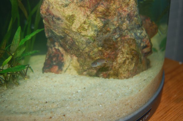 DSC_0100.JPG