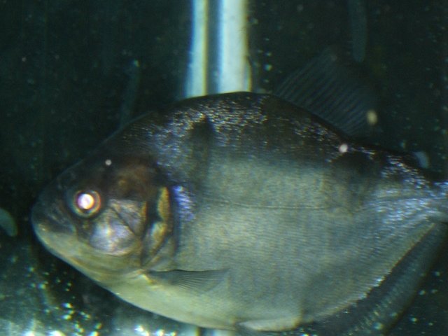 5scar side 4-27-09.JPG 5scar side 4-27-09.JPG