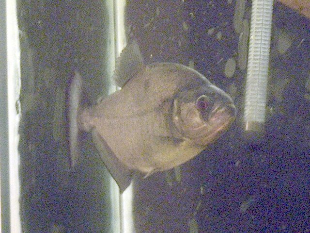 fixed piranha2 11-4-08.jpg fixed piranha2 11-4-08.jpg