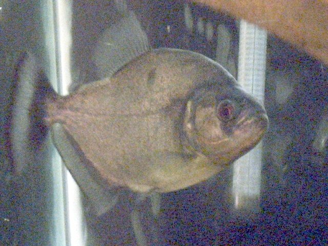 fixed piranha7 11-4-08.jpg fixed piranha7 11-4-08.jpg