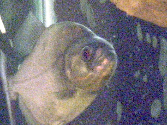 fixed piranha5 11-4-08.jpg fixed piranha5 11-4-08.jpg