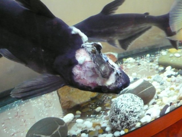 Shark 04 18 2009a.jpg