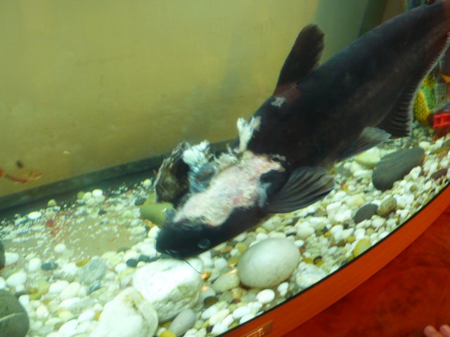 Shark 04 18 2009b.jpg