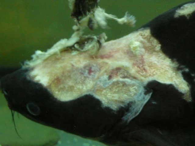 Shark 04 21 2009.jpg