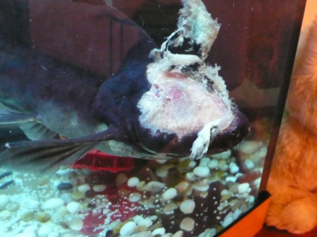 Shark 04 21 2009a.jpg