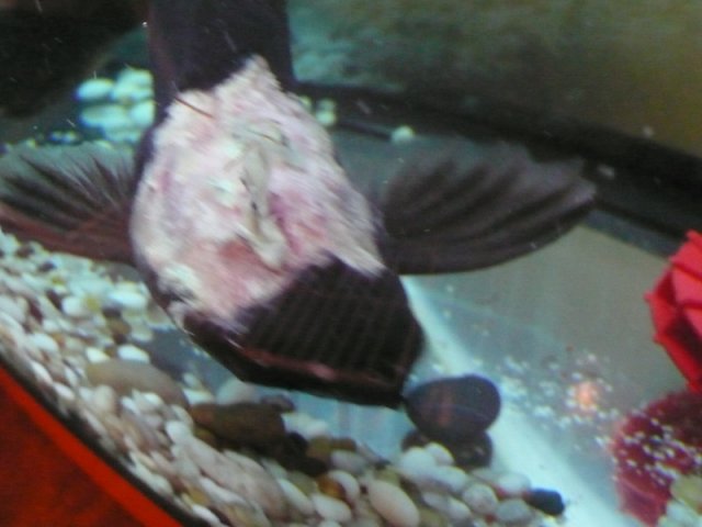 Shark 04 23 2009b.jpg