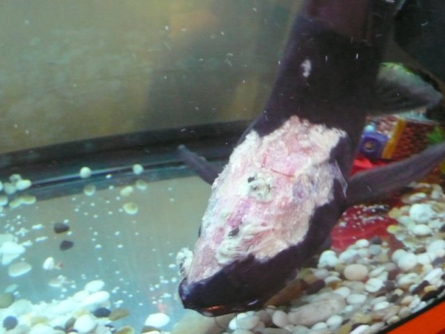 Shark 04 23 2009c.jpg