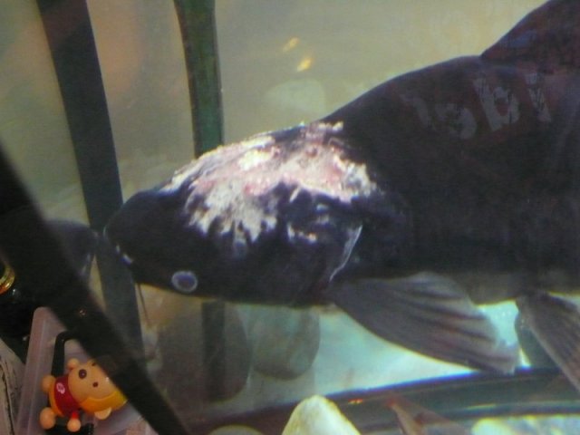 Shark 04 24 2009b.jpg