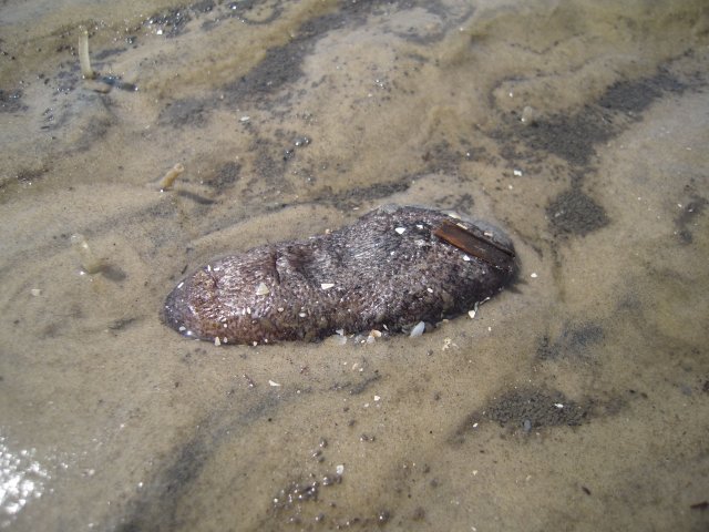 j56j 131.jpg