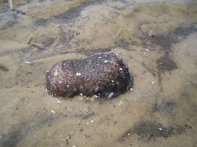 j56j 132.jpg