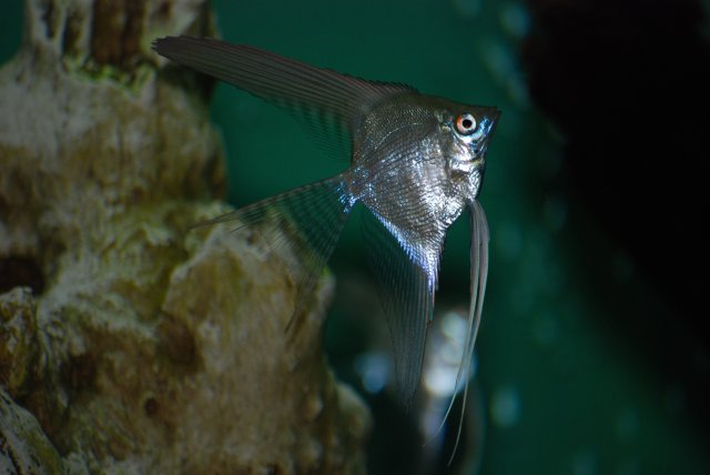 Angells on the first feeding day 004.jpg