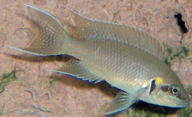 fish007.jpg