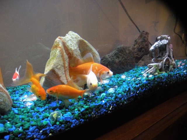DSCN6450.JPG
