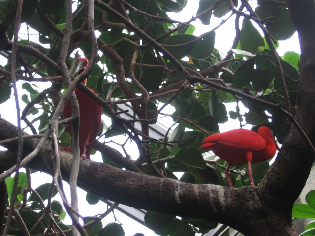 scarlet ibis.jpg