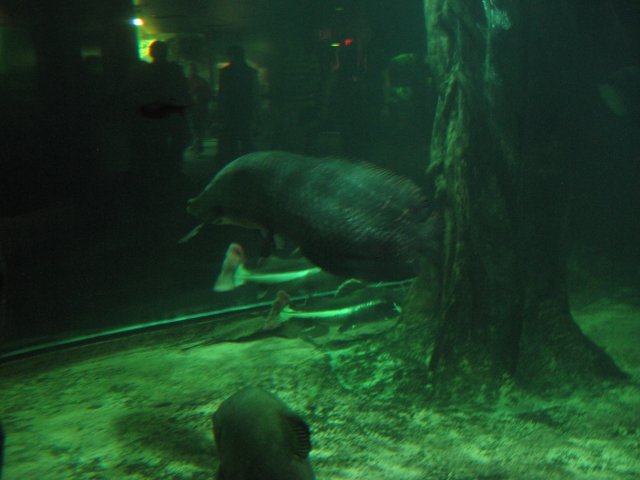 fish lookin @ peeps.jpg