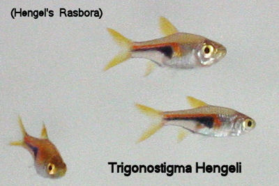 T.Hengeli.jpg