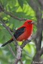 tanager1.jpg