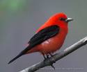tanager2.jpg