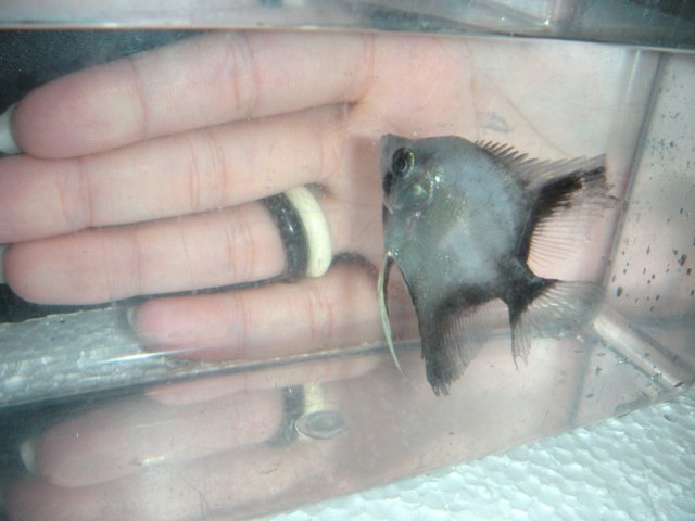 ds 018.JPG