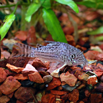 false julii cory cat.jpg