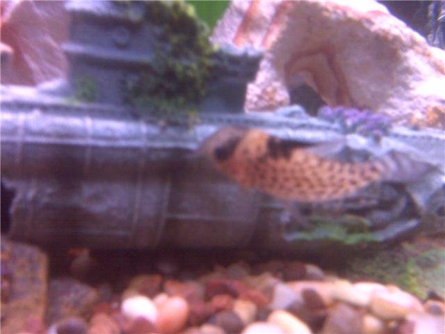 Fish.jpg